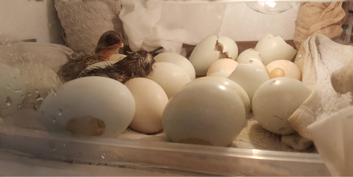 Buồng ấp trong máy ấp trứng